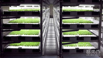 日本将建全机器人蔬菜种植工厂 农业自动化的未来图景
