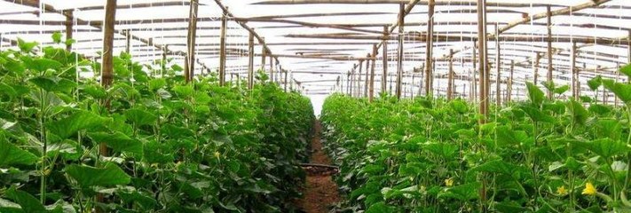 立体种植蔬菜技术 革新农业的高效生产方式