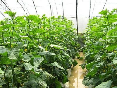 2018年各类蔬菜种植时间表 掌握节气，丰收在望