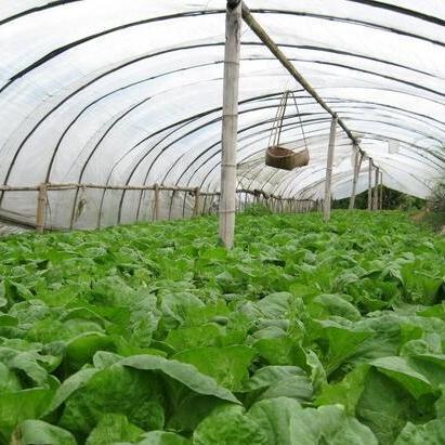 大棚蔬菜高效种植技术与栽培管理要点