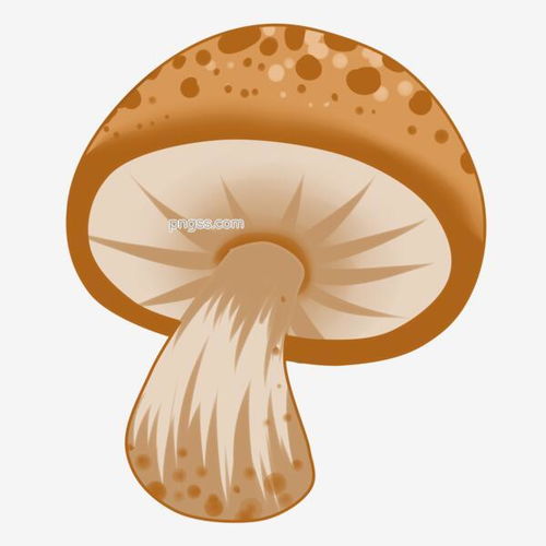 蘑菇与肉菌 自然馈赠的健康美味
